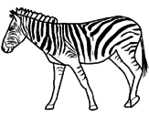 Desenho Zebra pintado por layene