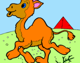 Desenho Camelo pintado por Carolina 3 Anos