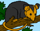 Desenho Ardilla possum pintado por maria fer