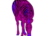 Desenho Zebra pintado por cooda