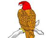 Desenho Águia num ramo pintado por gaviao