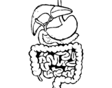 Desenho Intestinos pintado por intestino