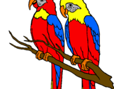 Desenho Louros pintado por papagaios