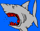 Desenho Tubarão pintado por jose adauto tubarão