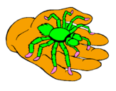 Desenho Tarântula pintado por aranha