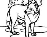 Desenho Lobo pintado por filomena
