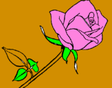 Desenho Rosa pintado por Gabi
