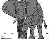 Desenho Elefante pintado por emili