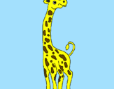 Desenho Girafa pintado por cooda