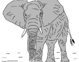 Desenho Elefante pintado por arthur