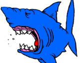 Desenho Tubarão pintado por vinicius varolo