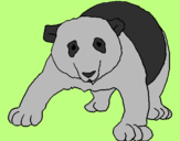Desenho Urso panda pintado por cooda