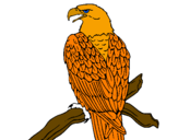 Desenho Águia num ramo pintado por breno