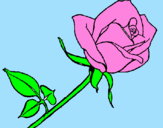 Desenho Rosa pintado por gabriela