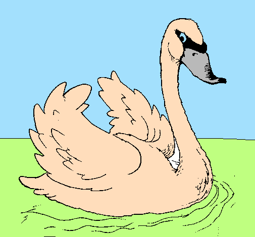 Cisne na água