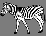 Desenho Zebra pintado por barbara