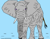 Desenho Elefante pintado por Joao    victor