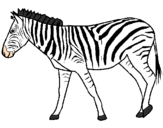 Desenho Zebra pintado por èrika