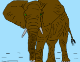 Desenho Elefante pintado por robson
