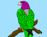 Desenho Águia num ramo pintado por falcao tricolo