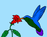 Desenho Colibri e uma flor pintado por beija flor
