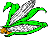 Desenho Espiga de milho  pintado por milho