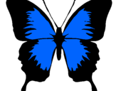 Desenho Borboleta com asas negras pintado por guilherme