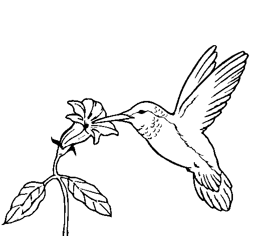 Desenho Colibri e uma flor pintado por beijaflor