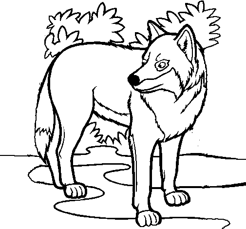 Desenho Lobo pintado por lobo