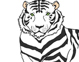 Desenho Tigre pintado por tigre branco