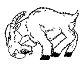 Desenho Cabra aborrecida pintado por dfgydyd