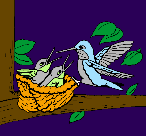 Desenho Familia colibrí pintado por o passarinho alimentando 