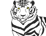 Desenho Tigre pintado por tigre-de-bengala