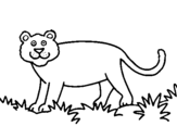 Desenho Panthera  pintado por ONÇA
