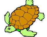 Desenho Tartaruga pintado por tartaruga marinha