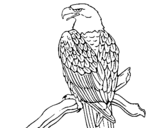 Desenho Águia num ramo pintado por thales