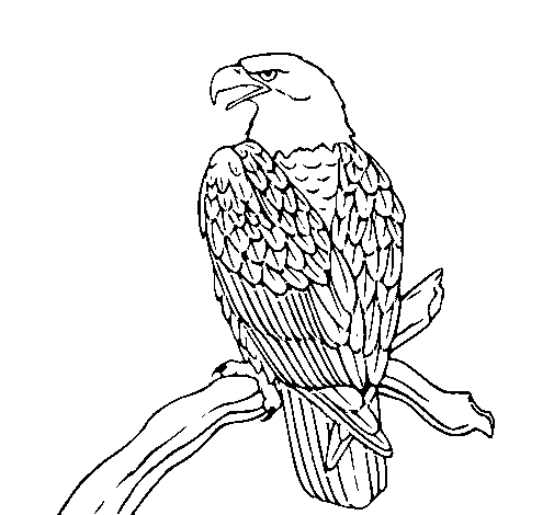 Desenho Águia num ramo pintado por pri