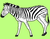 Desenho Zebra pintado por carolml