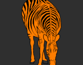 Desenho Zebra pintado por Pedro