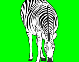 Desenho Zebra pintado por jhuan