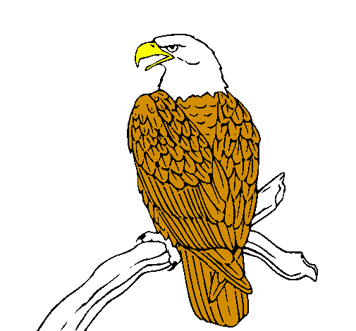 Desenho Águia num ramo pintado por beijaflor