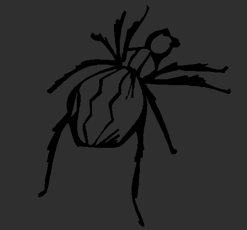 Desenho Aranha viúva negra pintado por nat