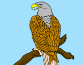 Desenho Águia num ramo pintado por BEATRIZ