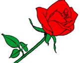 Desenho Rosa pintado por Rosa Vermelha