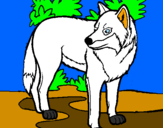 Desenho Lobo pintado por lobo