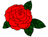 Desenho Rosa pintado por Rosa Vermelha