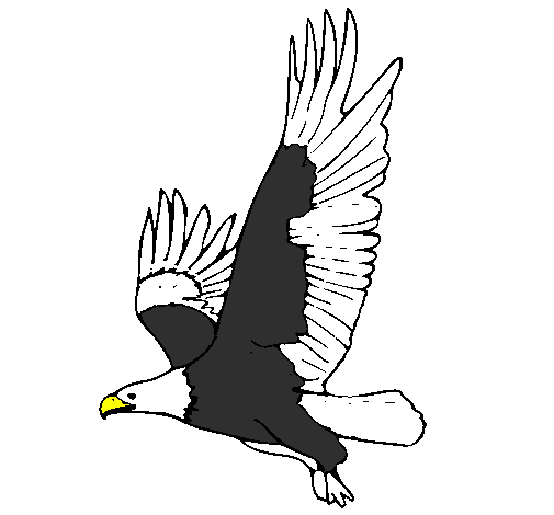 Desenho Águia a voar pintado por CARLOS