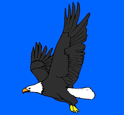 Desenho Águia a voar pintado por aguia americana