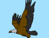 Desenho Águia a voar pintado por ageu