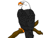 Desenho Águia num ramo pintado por diogo